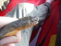 Nerodia cyclopion