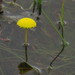 Cotula vulgaris - Photo (c) Jeremy Gilmore,  זכויות יוצרים חלקיות (CC BY), uploaded by Jeremy Gilmore