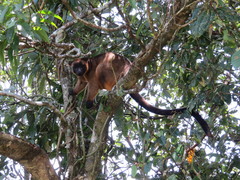 Dendrolagus lumholtzi