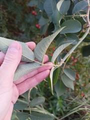 Rosa glauca