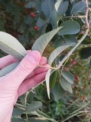 Rosa glauca