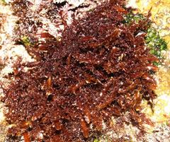Gelidium pristoides