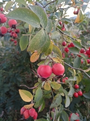 Rosa glauca