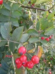 Rosa glauca