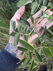 Rosa glauca