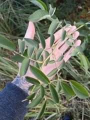 Rosa glauca