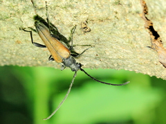 Trachysida mutabilis