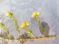 Aspalathus crassisepala