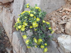 Mitrophyllum
