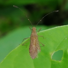 Hydarinae