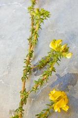 Aspalathus crassisepala