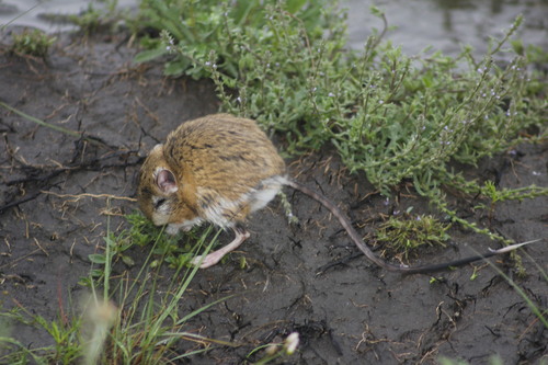 Ornate Kangaroo Rat