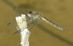 Trithemis dorsalis