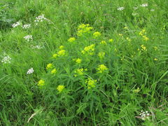 Euphorbia procera