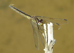 Trithemis dorsalis