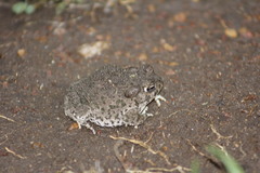 Anaxyrus compactilis