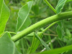 Euphorbia procera