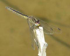 Trithemis dorsalis
