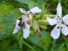 Microbotryum saponariae