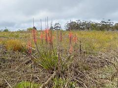 Watsonia fergusoniae