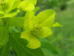Euphorbia procera