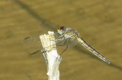 Trithemis dorsalis