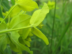 Euphorbia procera