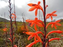 Watsonia fergusoniae