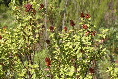 Hypericum balearicum