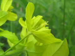 Euphorbia procera