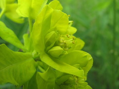 Euphorbia procera
