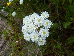 Pseudoselago gracilis