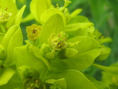 Euphorbia procera