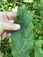 Liriomyza carphephori