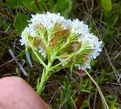 Pseudoselago gracilis