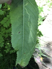 Liriomyza carphephori