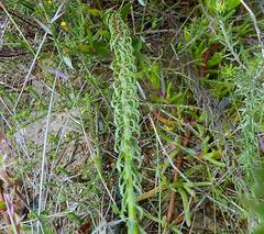 Pseudoselago gracilis