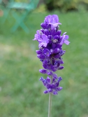 Lavandula angustifolia