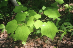 Acer tegmentosum