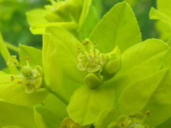 Euphorbia procera