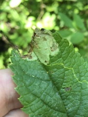 Liriomyza carphephori
