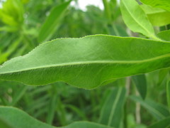 Euphorbia procera