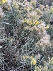 Ericameria discoidea