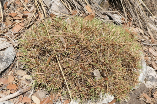 Image of Astragalus balearicus by (c) Rafael Medina, some rights reserved (CC BY)
