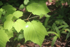 Acer tegmentosum