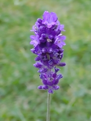 Lavandula angustifolia