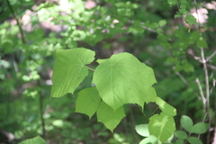 Acer tegmentosum