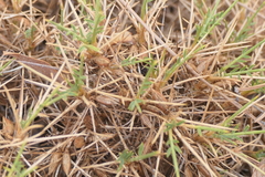 Astragalus balearicus
