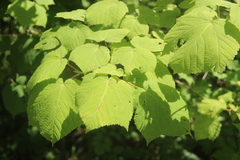 Acer tegmentosum