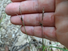 Carex tomentosa
